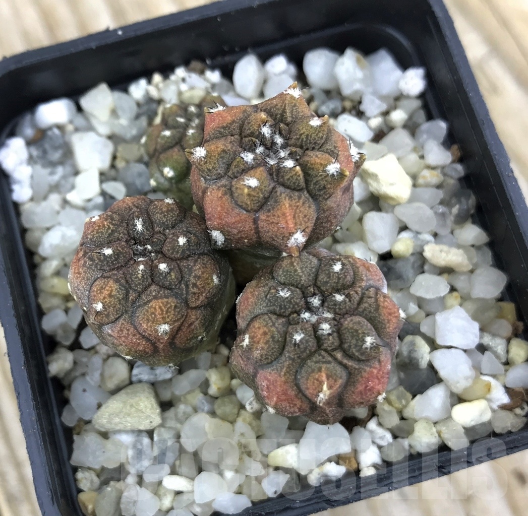 SHPR10170 Copiapoa hypogaea cv. Lizard Skin