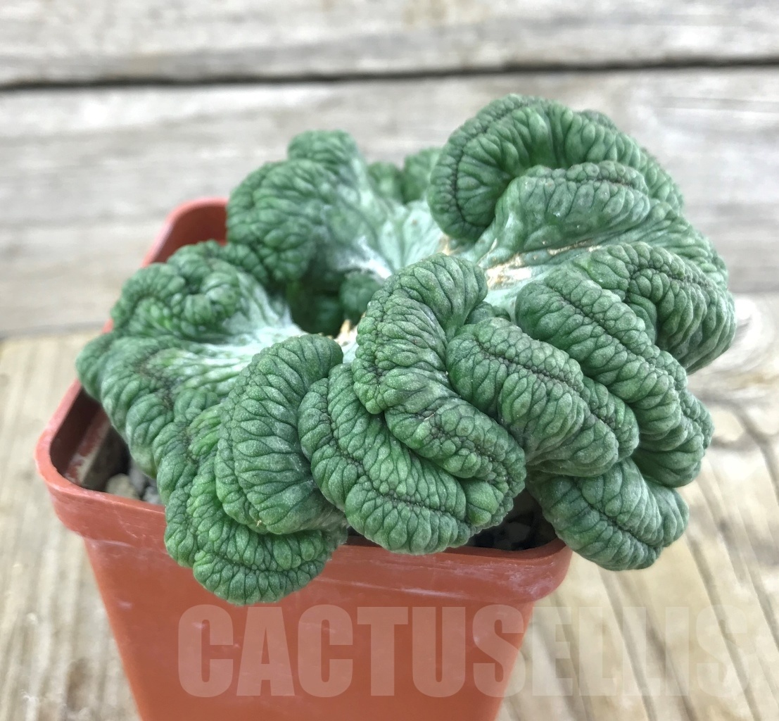 SHPR10173 Euphorbia obesa f. cristata