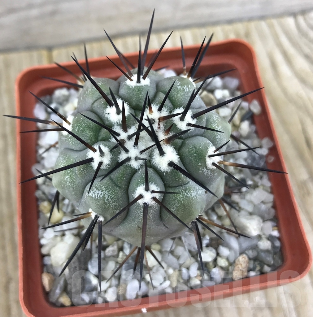 SHPR10175 Copiapoa cinerea