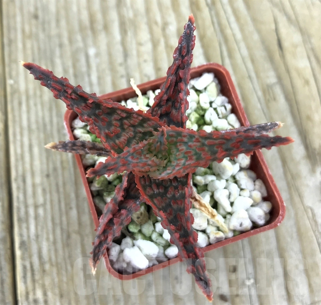 SHPR10181 Aloe TCT hybrid - immagine 2