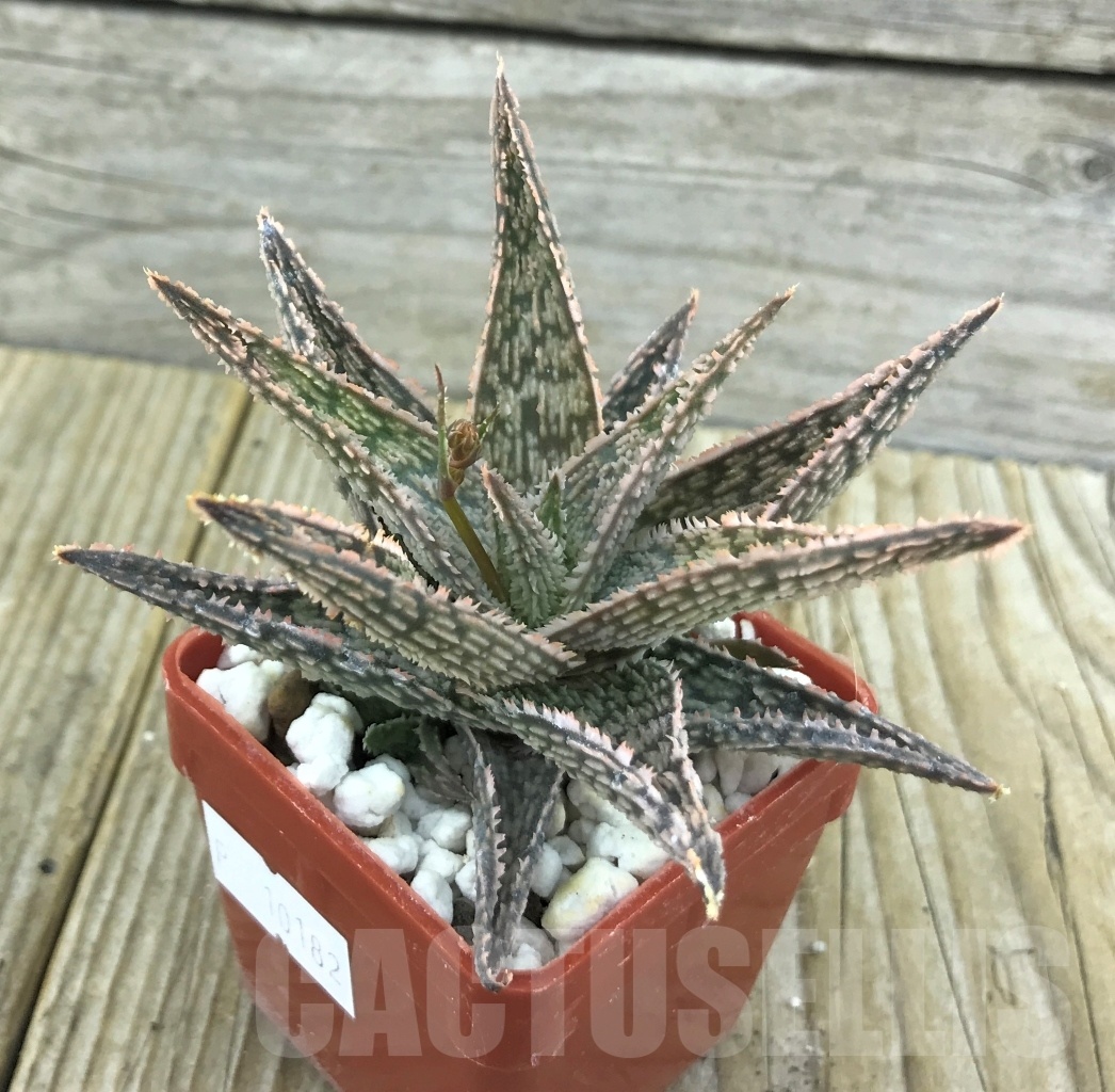 SHPR10182 Aloe hybrid