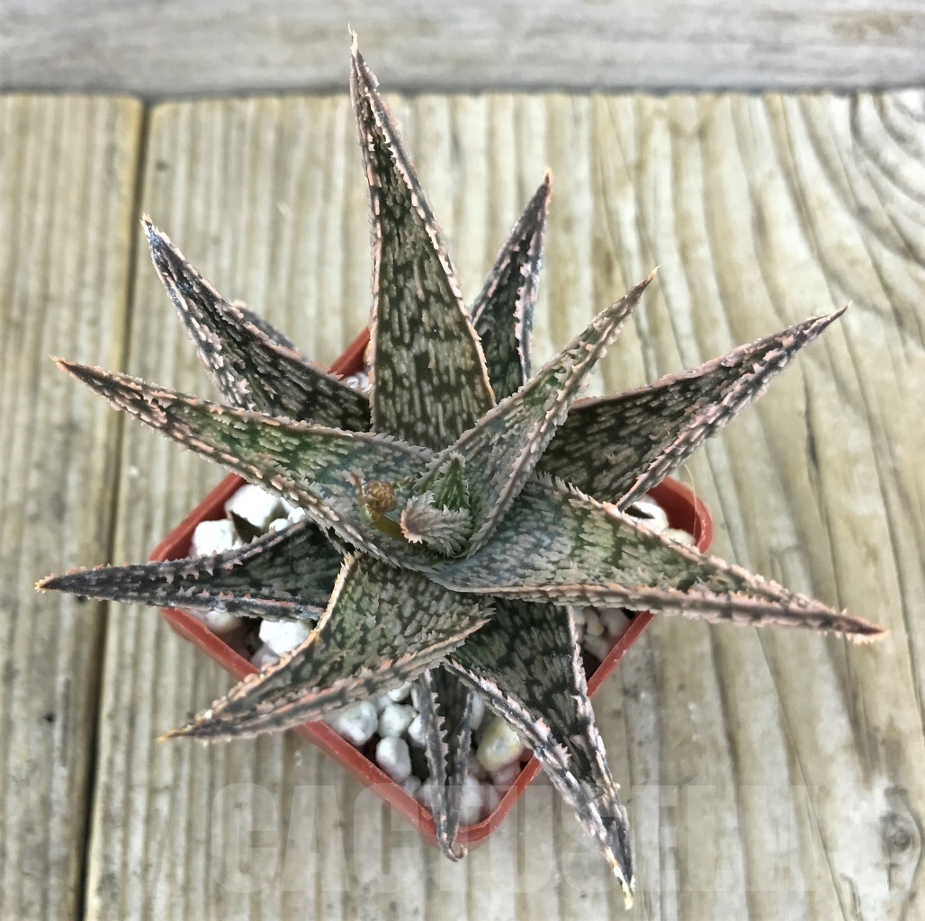 SHPR10182 Aloe hybrid - immagine 2