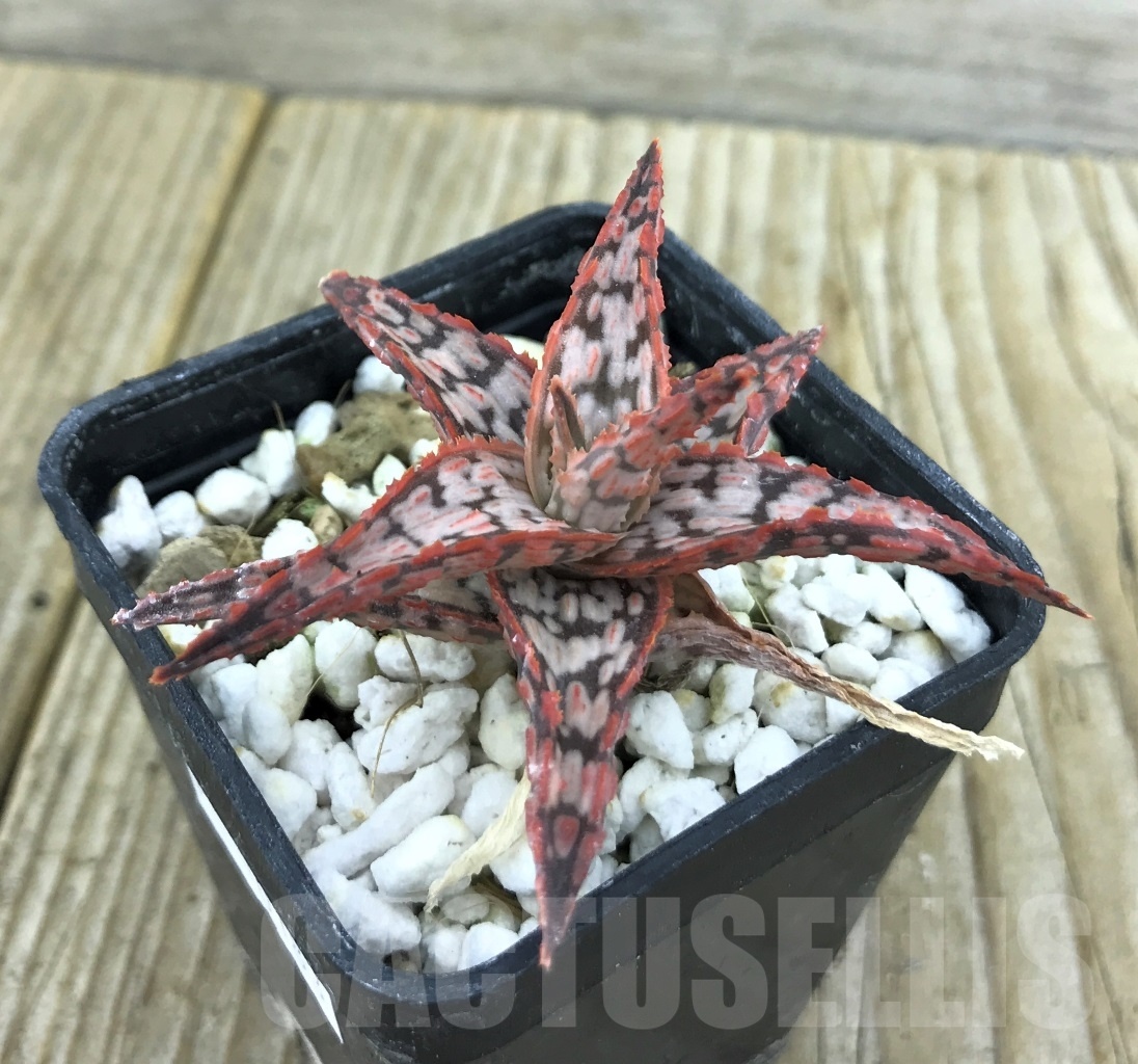 SHPR10183 Aloe hybrid - Image 2