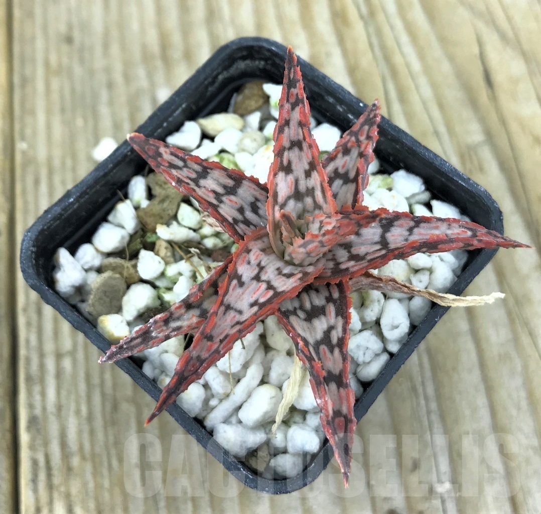 SHPR10183 Aloe hybrid