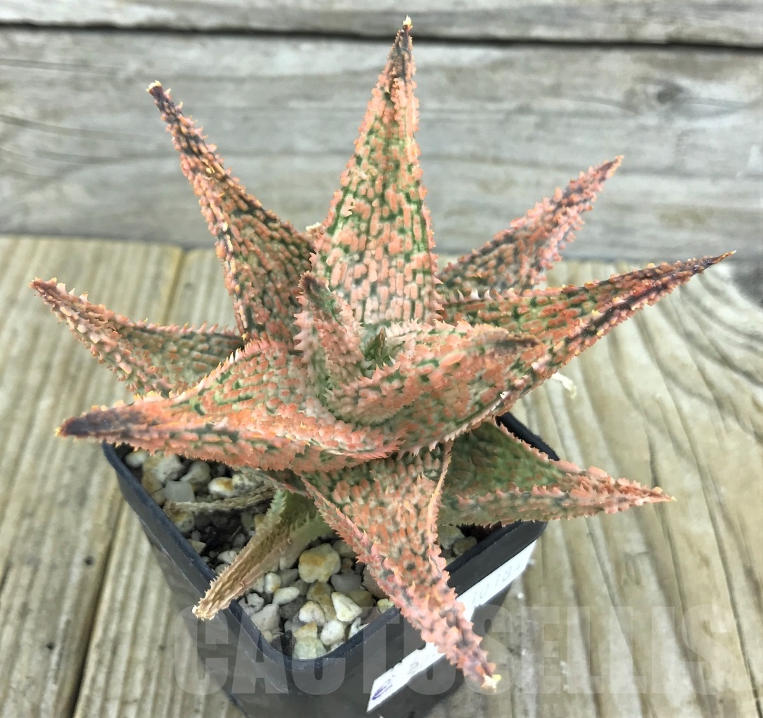 SHPR10184 Aloe hybrid