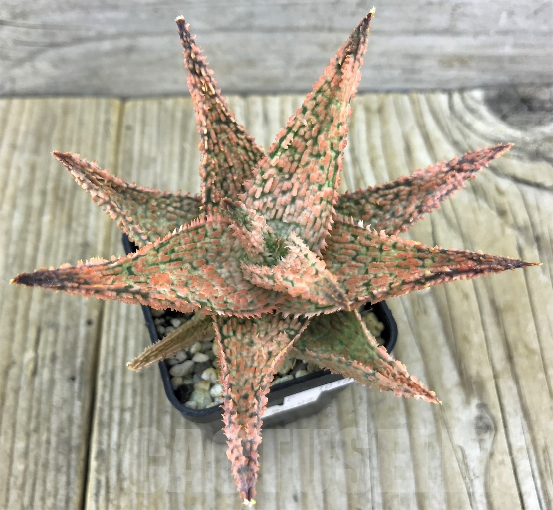 SHPR10184 Aloe hybrid - Зображення 2