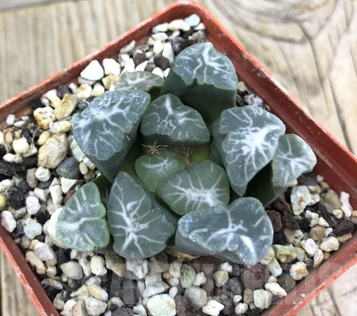 SHPR10178 Haworthia Maughanii Japan
