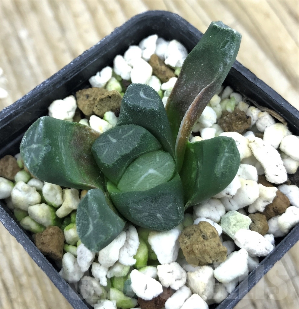 SHPR10178 Haworthia Maughanii Japan - immagine 2