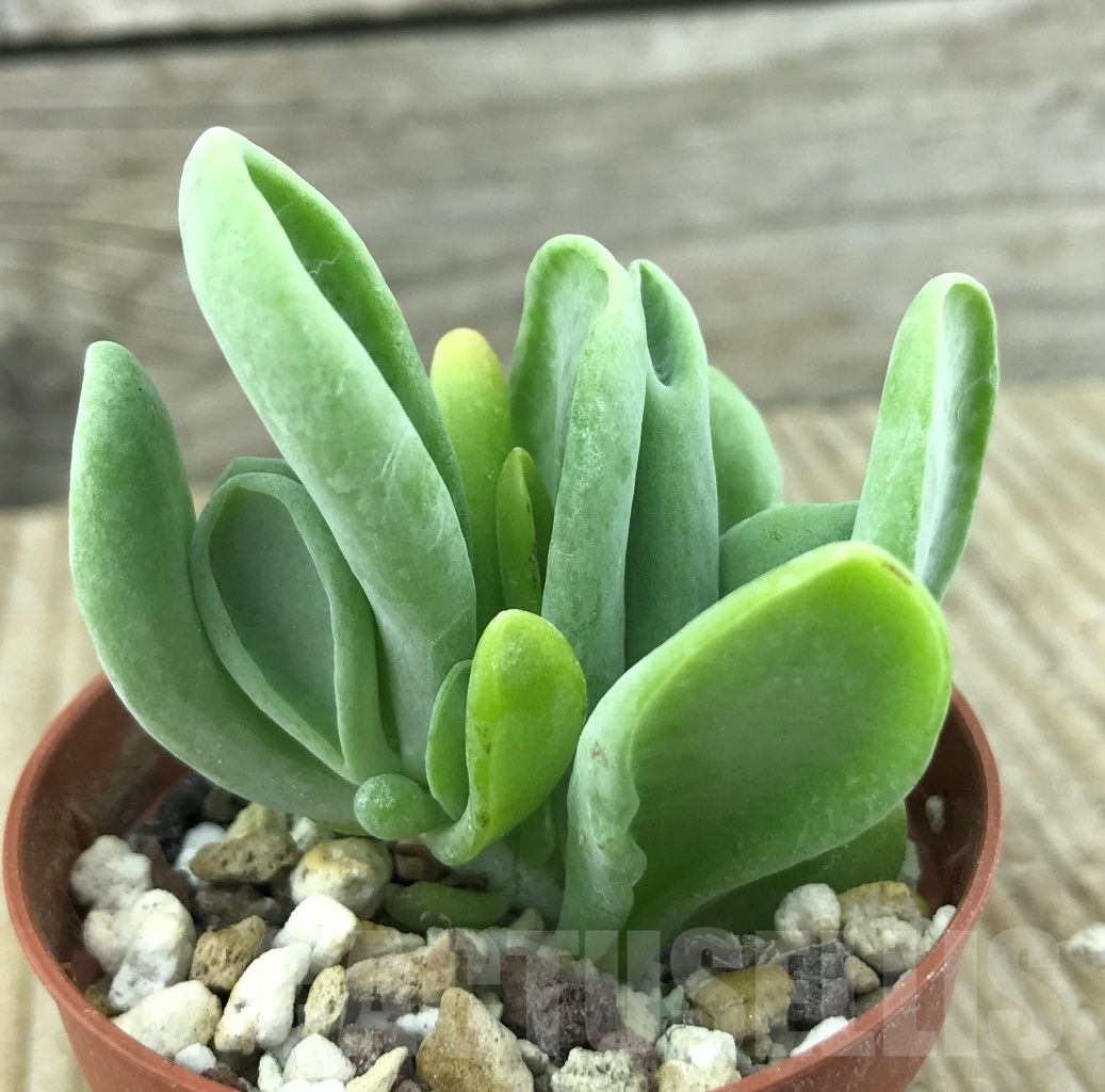 SHPR10187 Kalanchoe thyrsiflora f. monstrosa