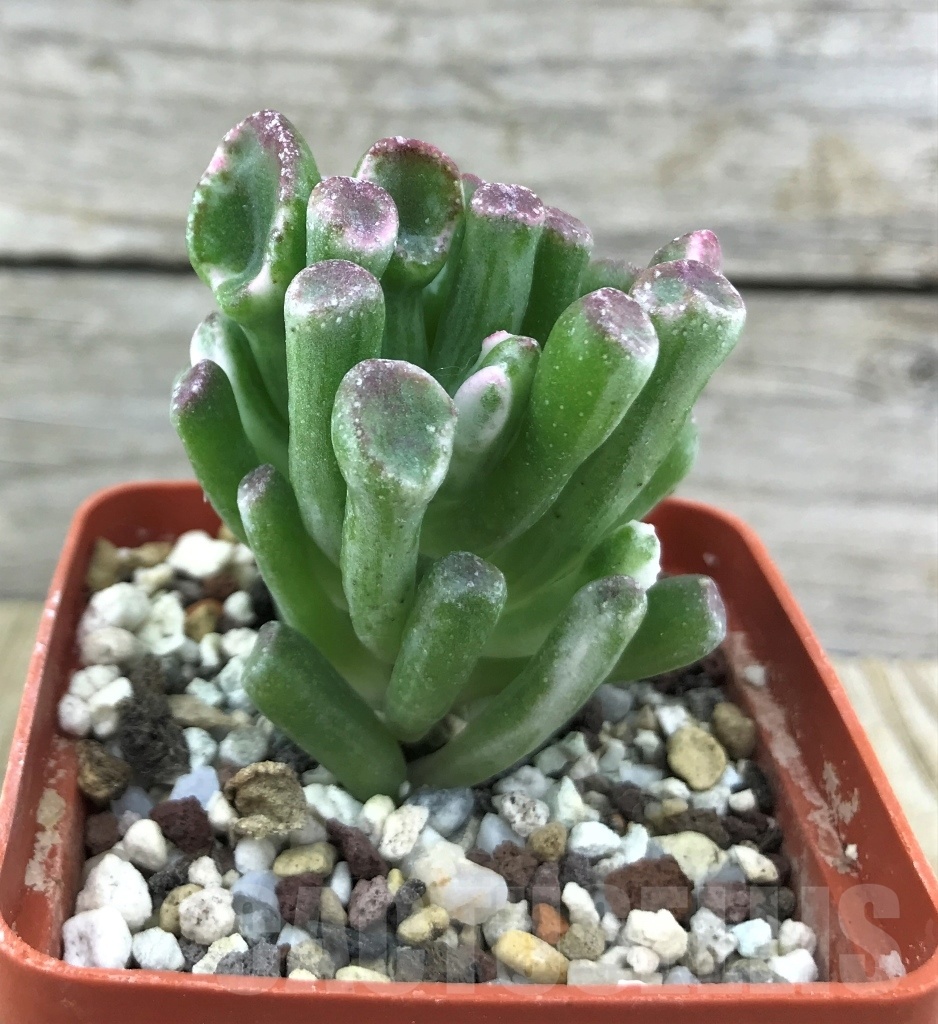 SHPR10188 Crassula Hobbit variegata - Image 2