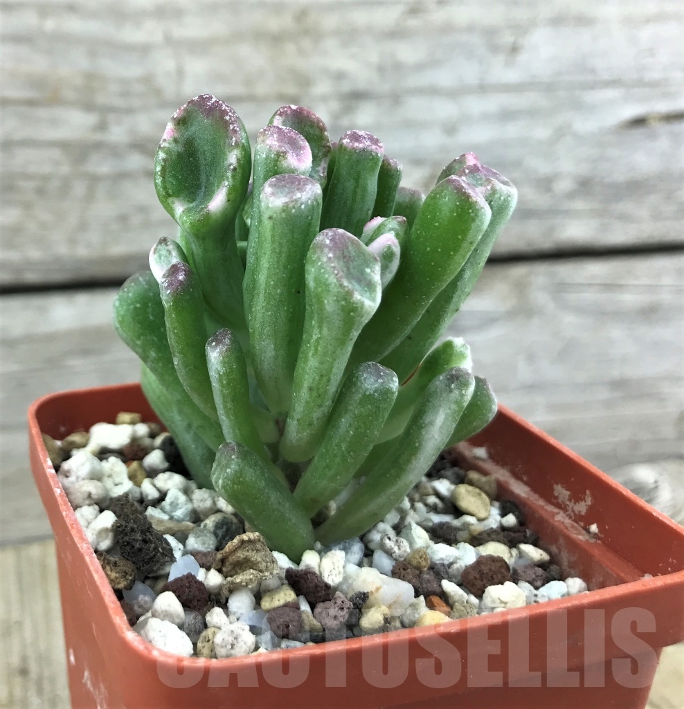 SHPR10188 Crassula Hobbit variegata