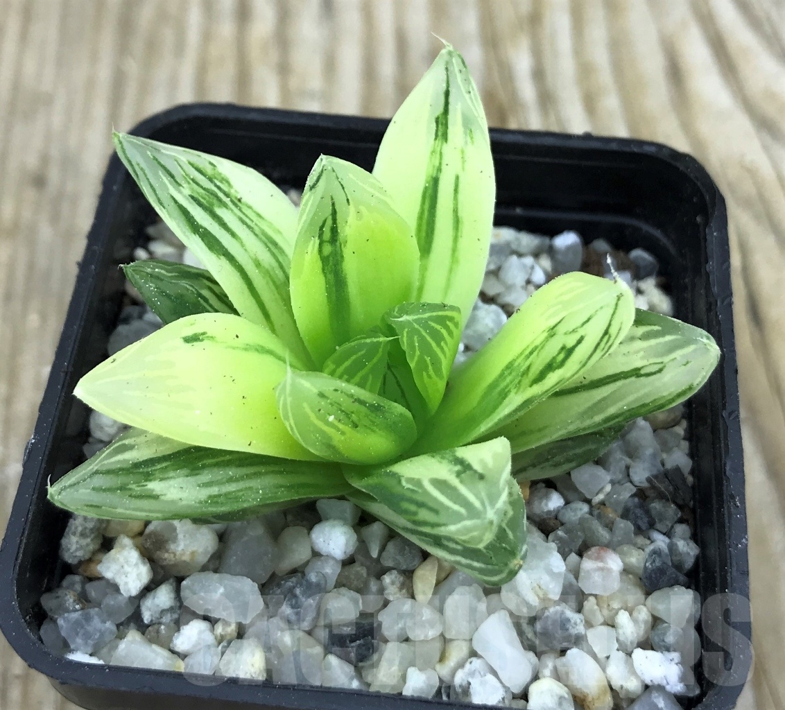 SHPR10193 Haworthia obtusa variegata “komomo” ex. Japan