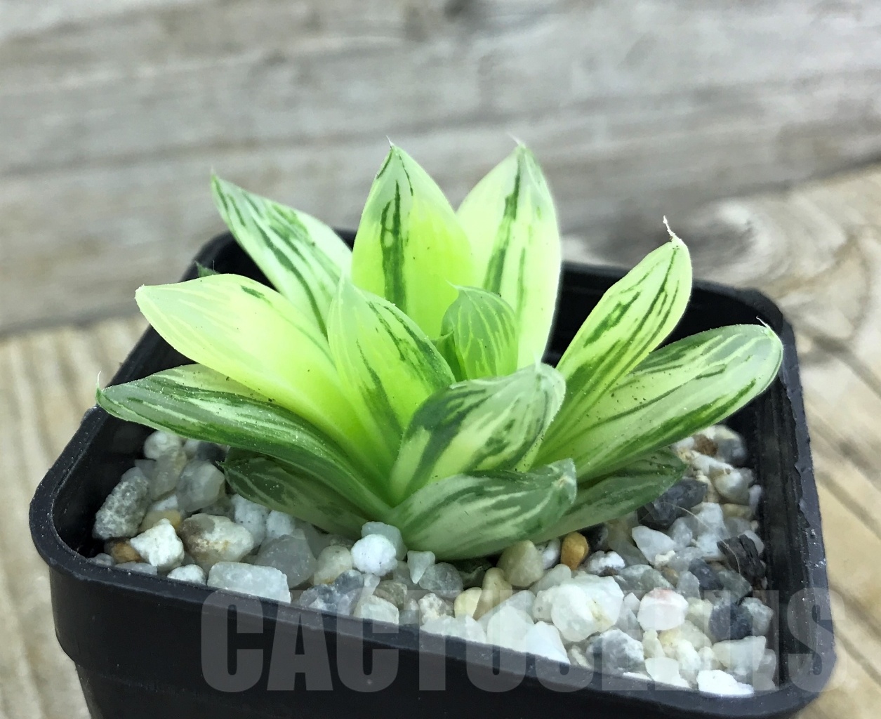 SHPR10193 Haworthia obtusa variegata “komomo” ex. Japan - Image 2