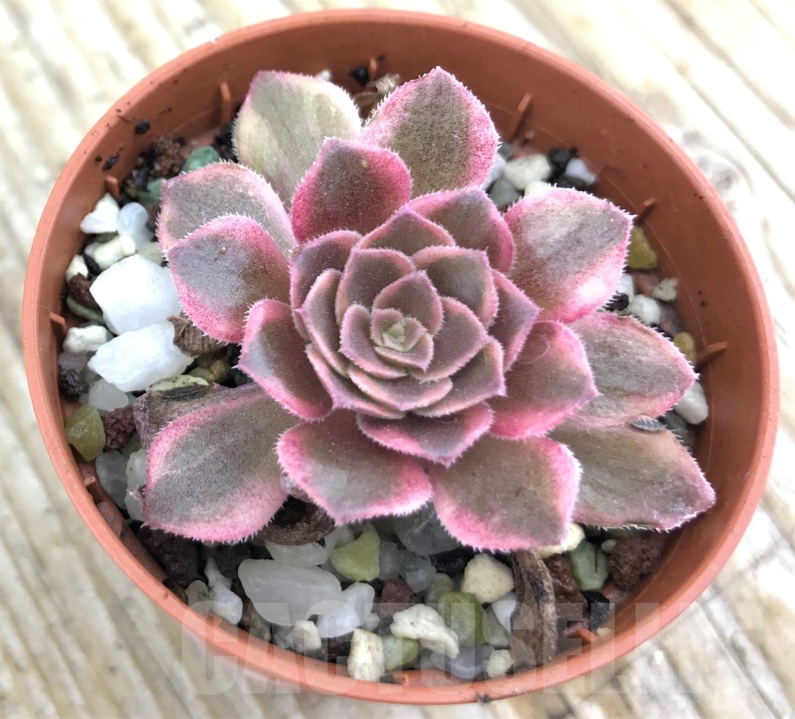 SHPR10194 Aeonium 'Halloween' variegata