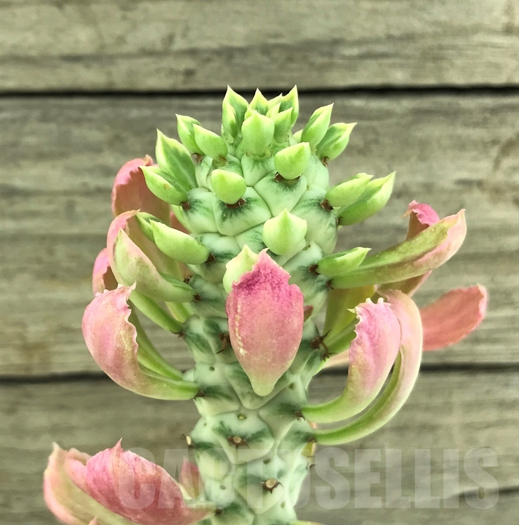 SHPR10197 Monadenium stapelioides f. variegata
