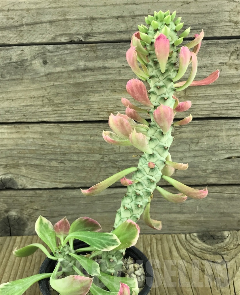 SHPR10197 Monadenium stapelioides f. variegata - Image 2