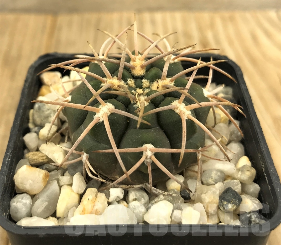 SHPR10202 Gymnocalycium schmidianum, short hard