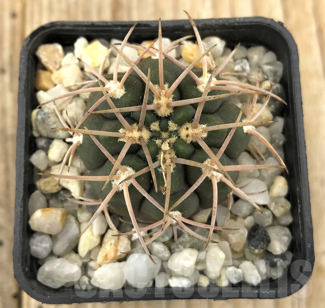 SHPR10202 Gymnocalycium schmidianum, short hard – Image 2