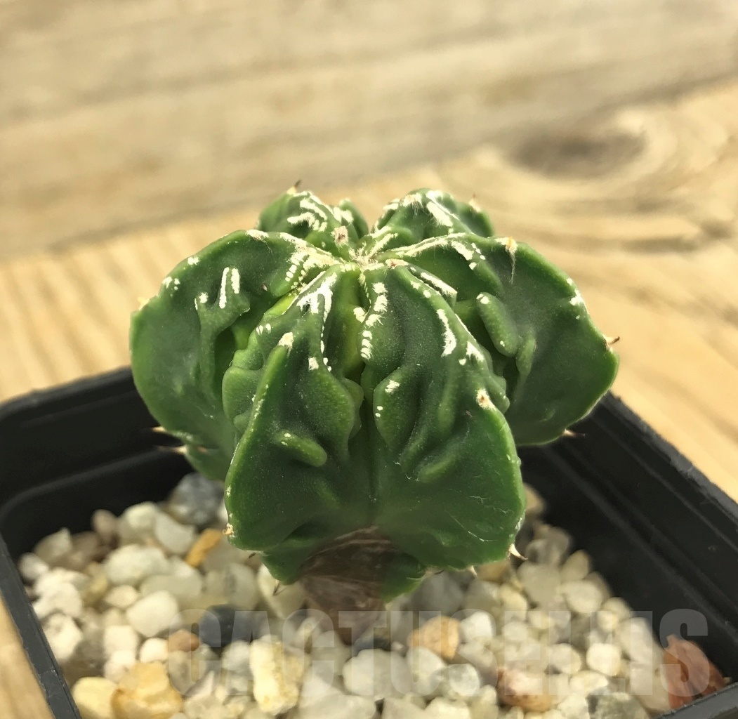 SHPR10216 Astrophytum myriostigma cv. Fukuryu, own roots - Image 2