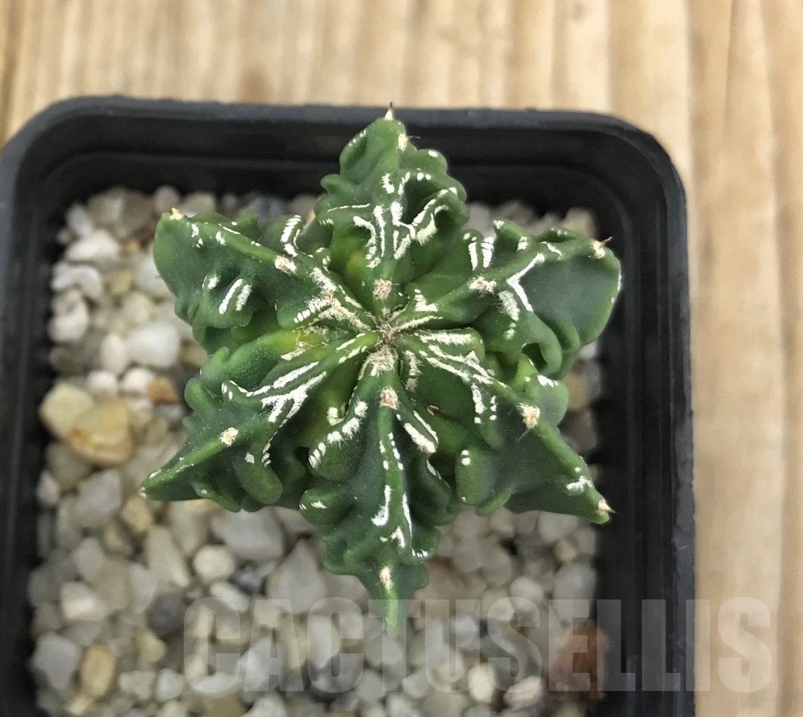 SHPR10216 Astrophytum myriostigma cv. Fukuryu, own roots