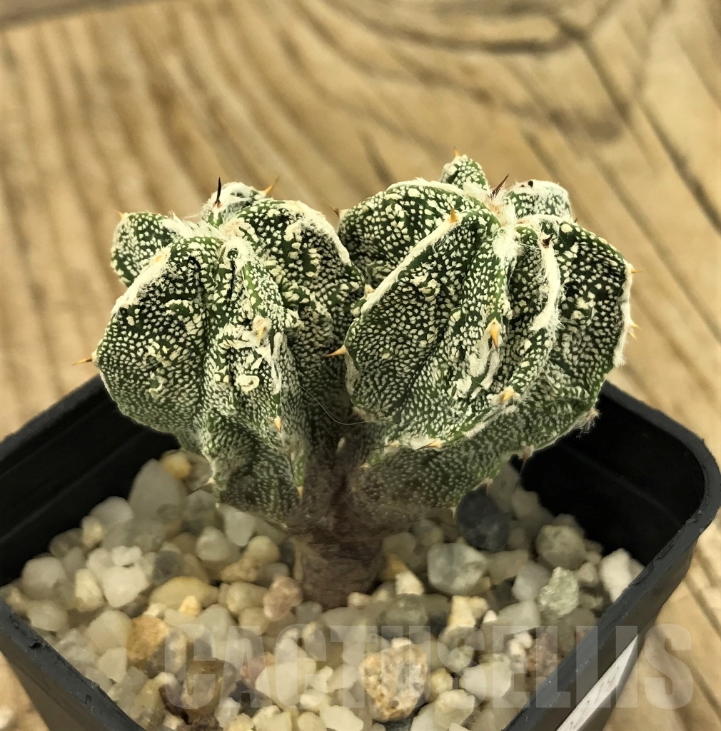 SHPR10219 Astrophytum ornatum cv. Fukuryu, own roots - Image 2