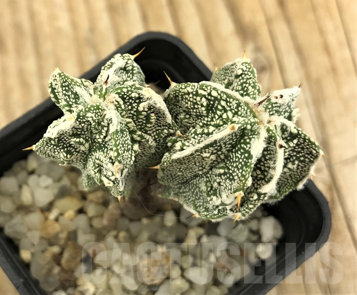 SHPR10219 Astrophytum ornatum cv. Fukuryu, own roots