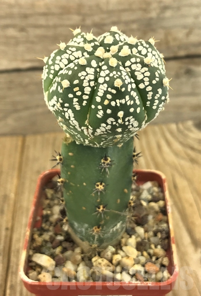 SHPR10229 Astrophytum asterias 'Super Kabuto' hybrid, grafted - Image 2