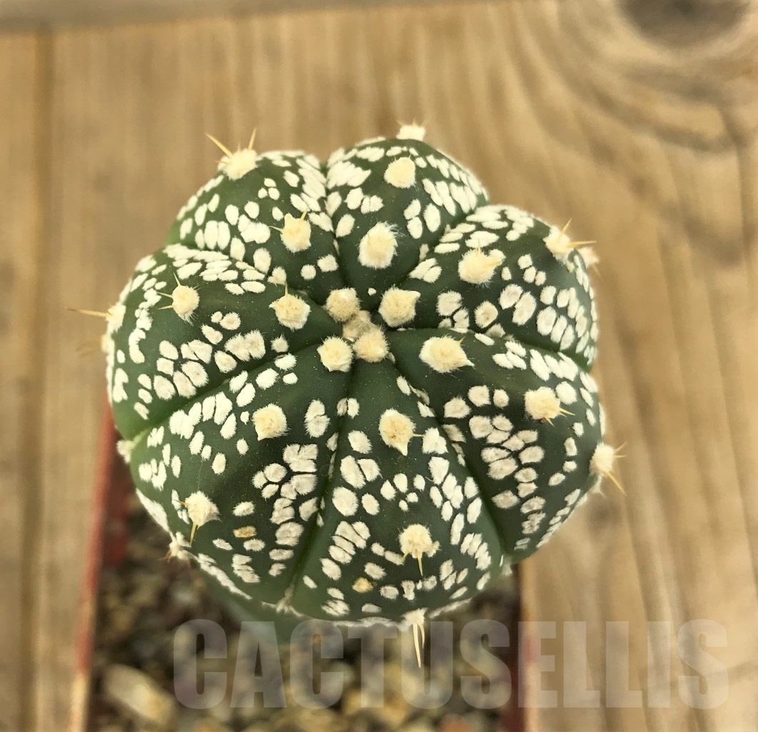 SHPR10229 Astrophytum asterias 'Super Kabuto' hybrid, grafted