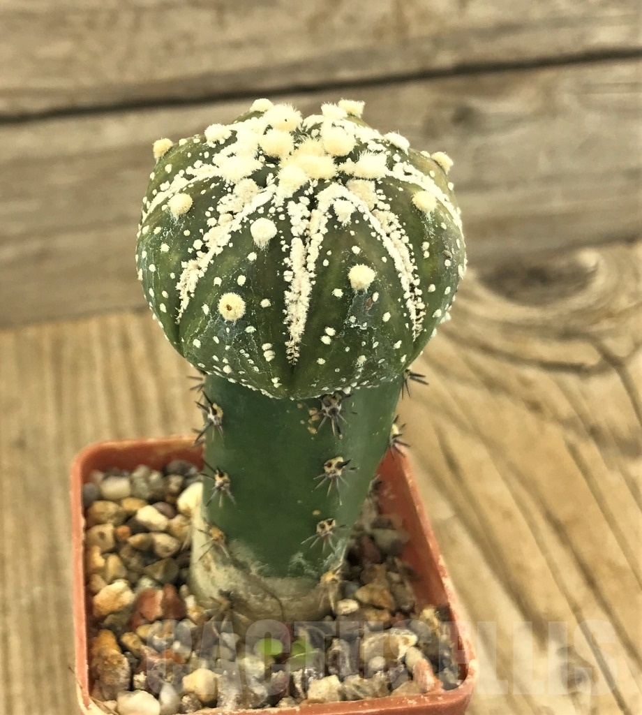 SHPR10231 Astrophytum asterias 'Super Kabuto', grafted - Obrázek 2