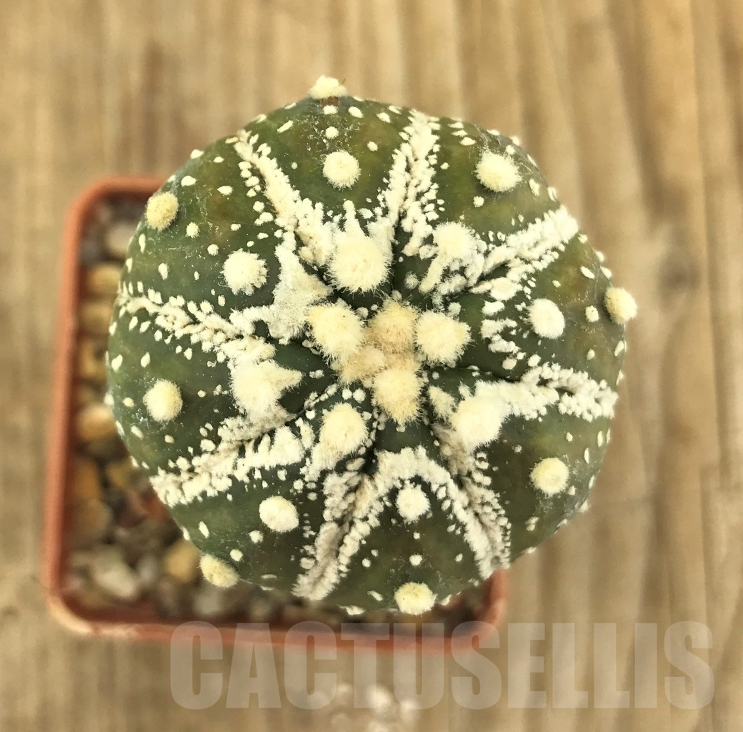 SHPR10231 Astrophytum asterias 'Super Kabuto', grafted