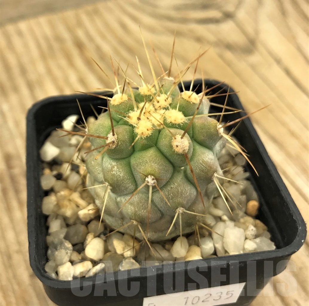 SHPR10235 Copiapoa haseltoniana - Image 2