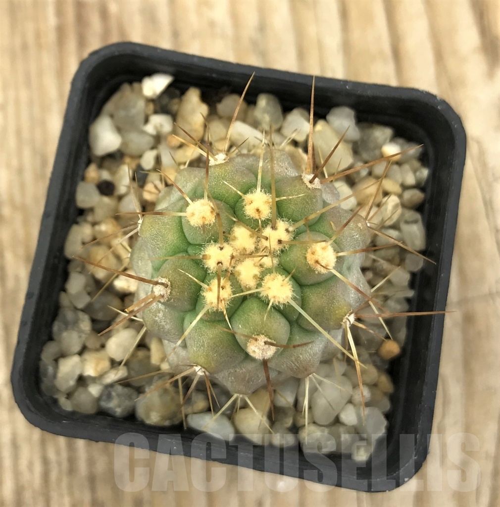 SHPR10235 Copiapoa haseltoniana