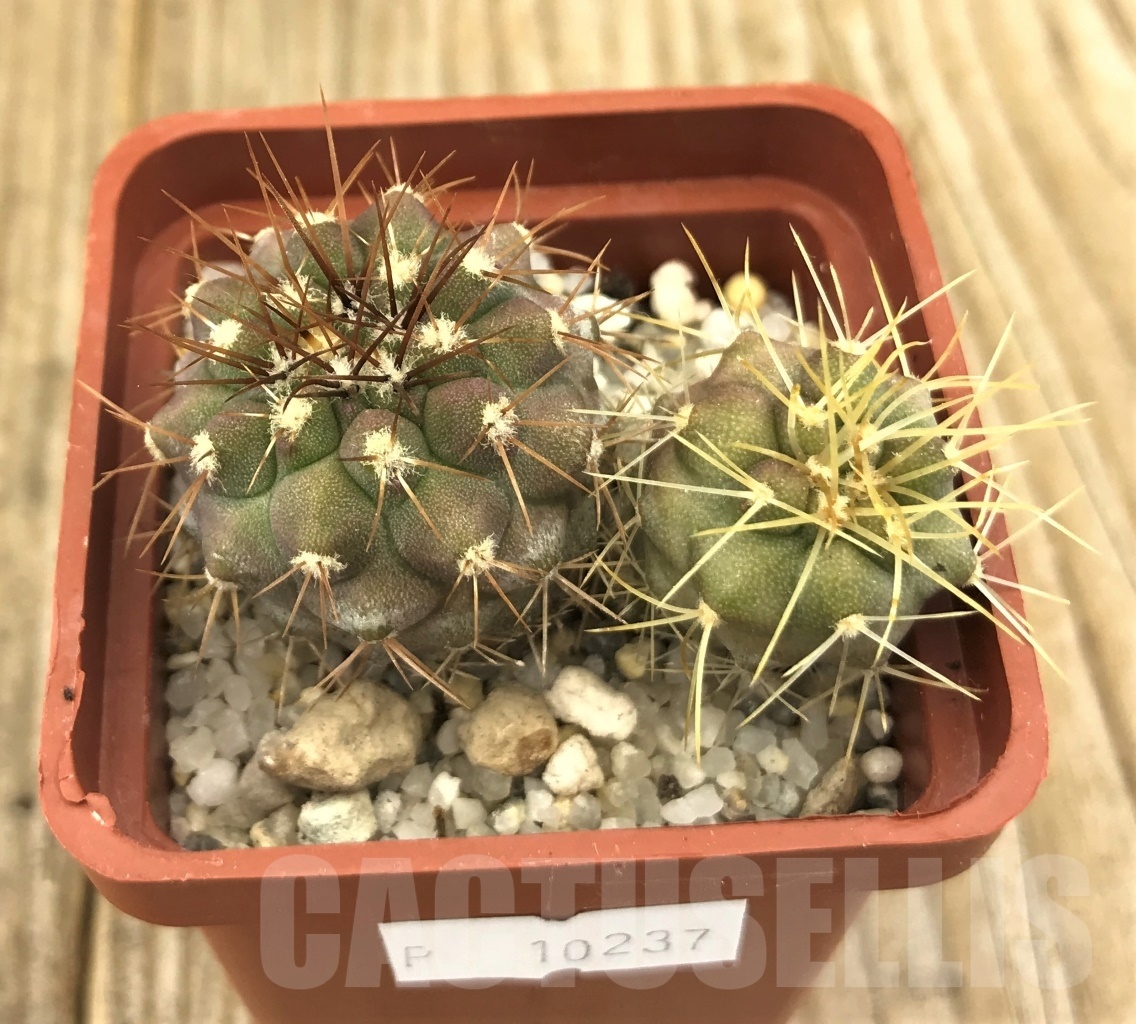 SHPR10237 Copiapoa gigantea + Copiapoa haseltoniana