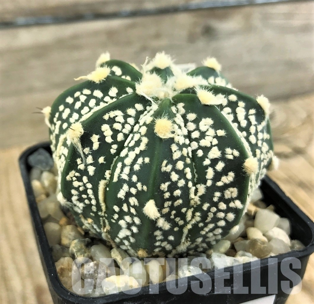 SHPR10241 Astrophytum asterias ‘Super Kabuto’ hybrid - Image 2