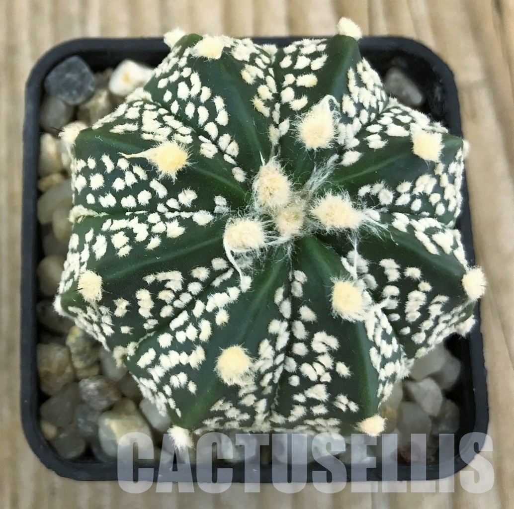 SHPR10241 Astrophytum asterias ‘Super Kabuto’ hybrid