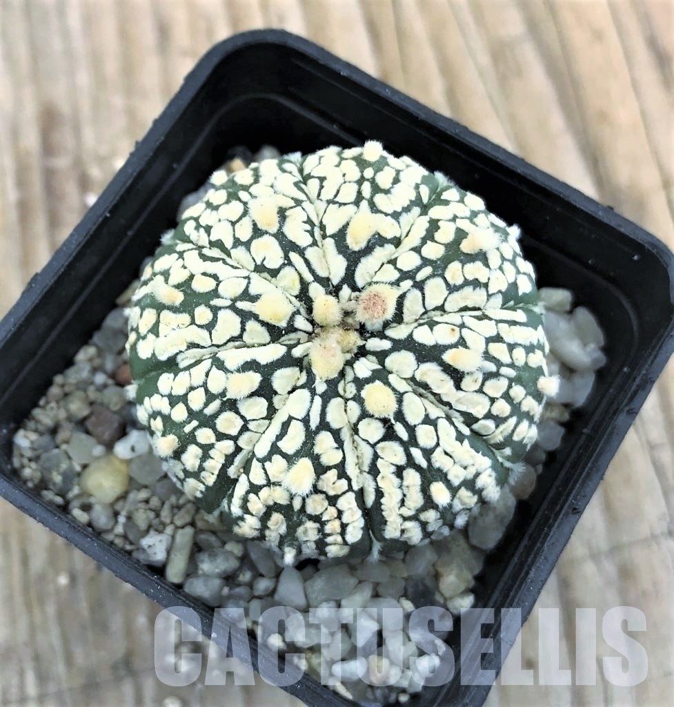 SHPR10244 Astrophytum asterias ‘Super Kabuto’ hybrid