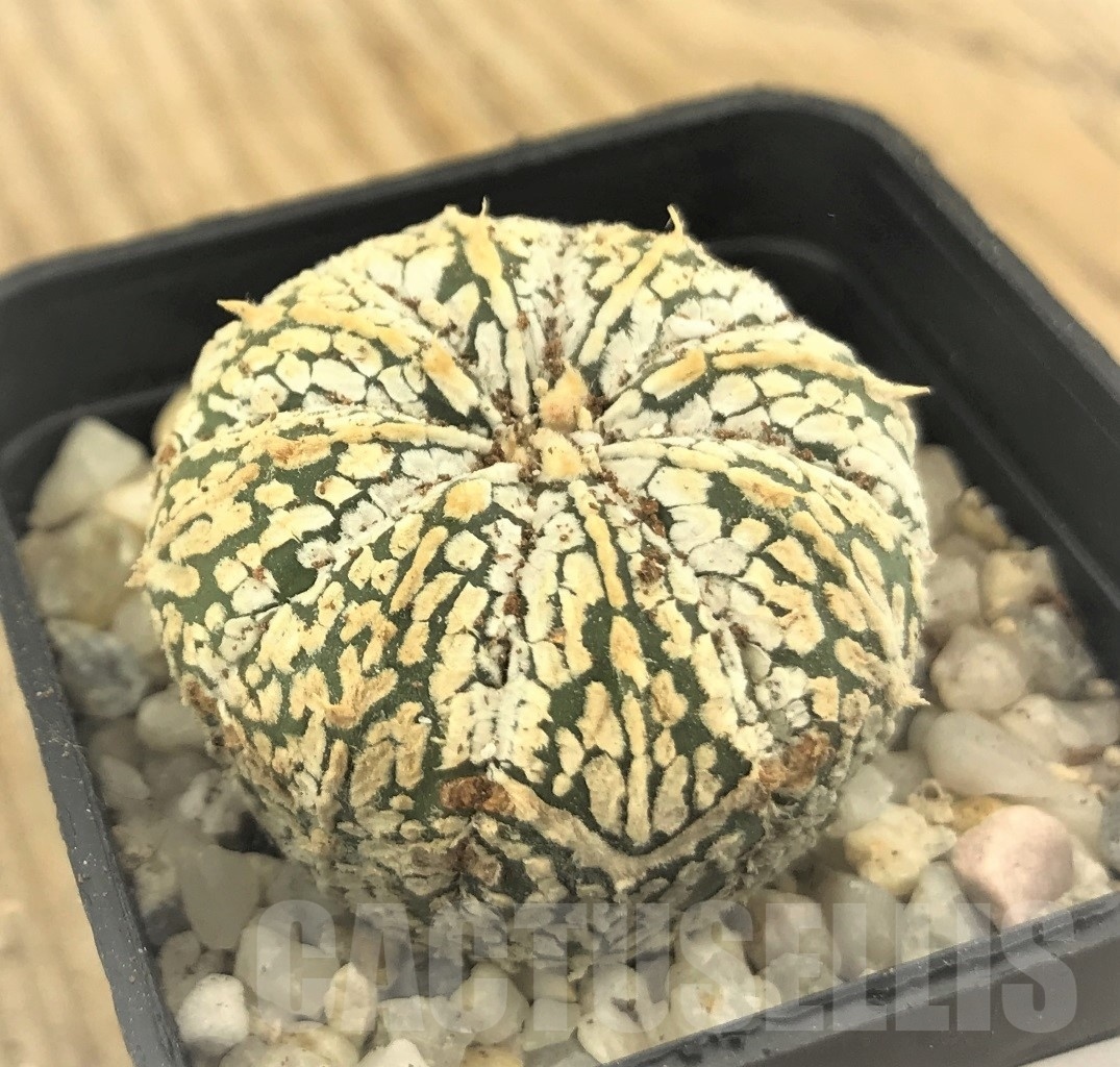 SHPR10245 Astrophytum asterias ‘Super Kabuto’ hybrid – Image 2