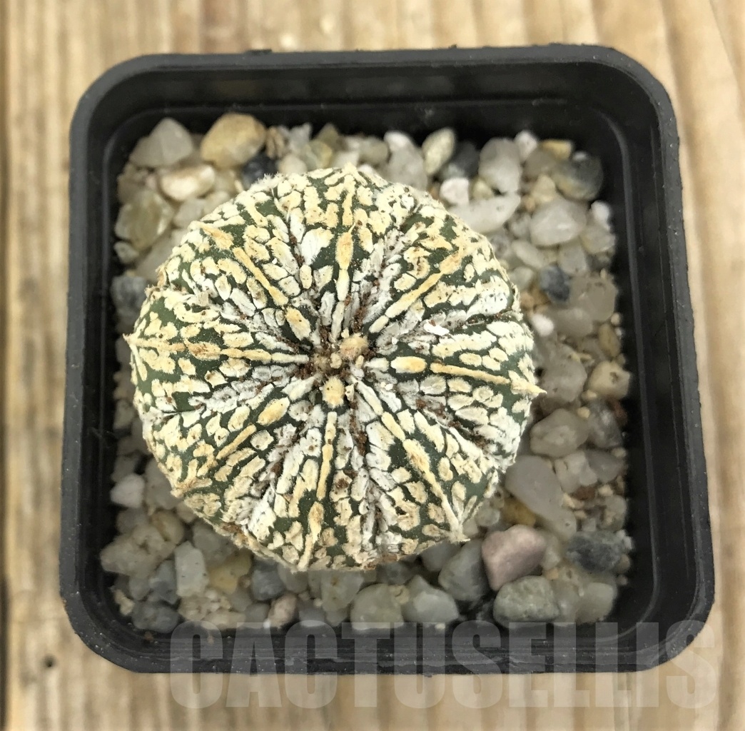 SHPR10245 Astrophytum asterias ‘Super Kabuto’ hybrid