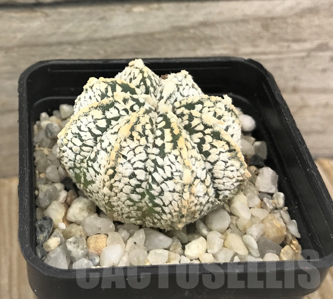 SHPR10255 Astrophytum asterias ‘Super Kabuto’ hybrid