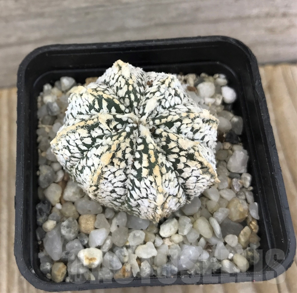 SHPR10255 Astrophytum asterias ‘Super Kabuto’ hybrid - Image 2