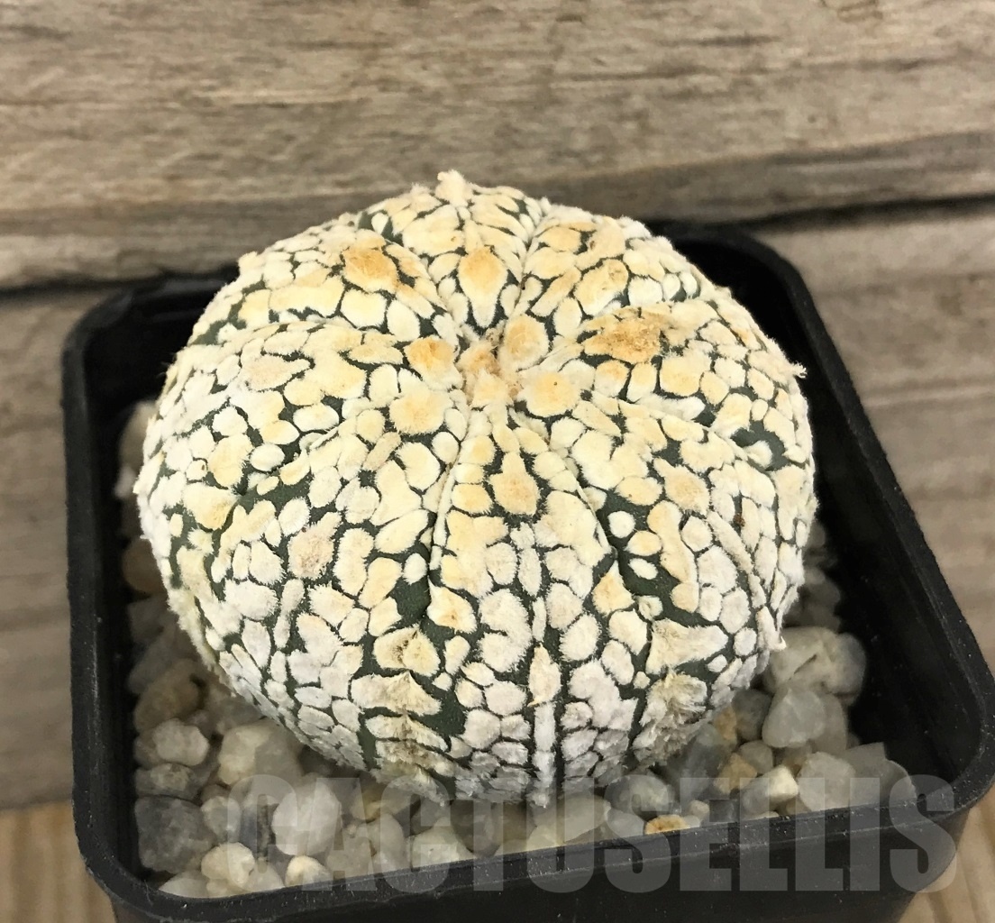 SHPR10258 Astrophytum asterias ‘Super Kabuto’ hybrid - Image 2