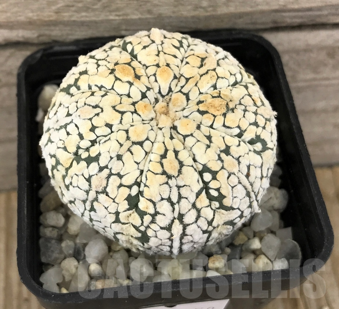 SHPR10258 Astrophytum asterias ‘Super Kabuto’ hybrid