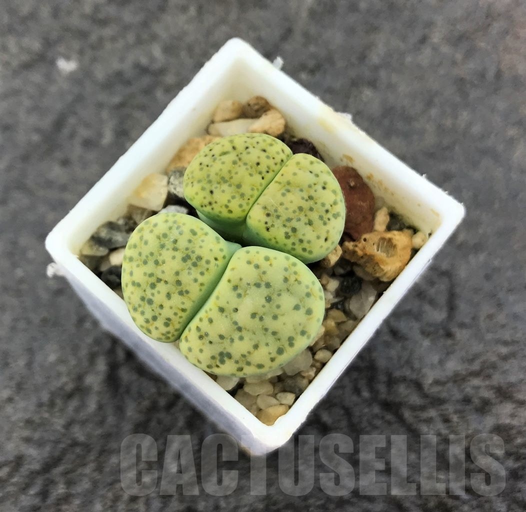 SHPR10259 Lithops fulviceps v. aurea C363
