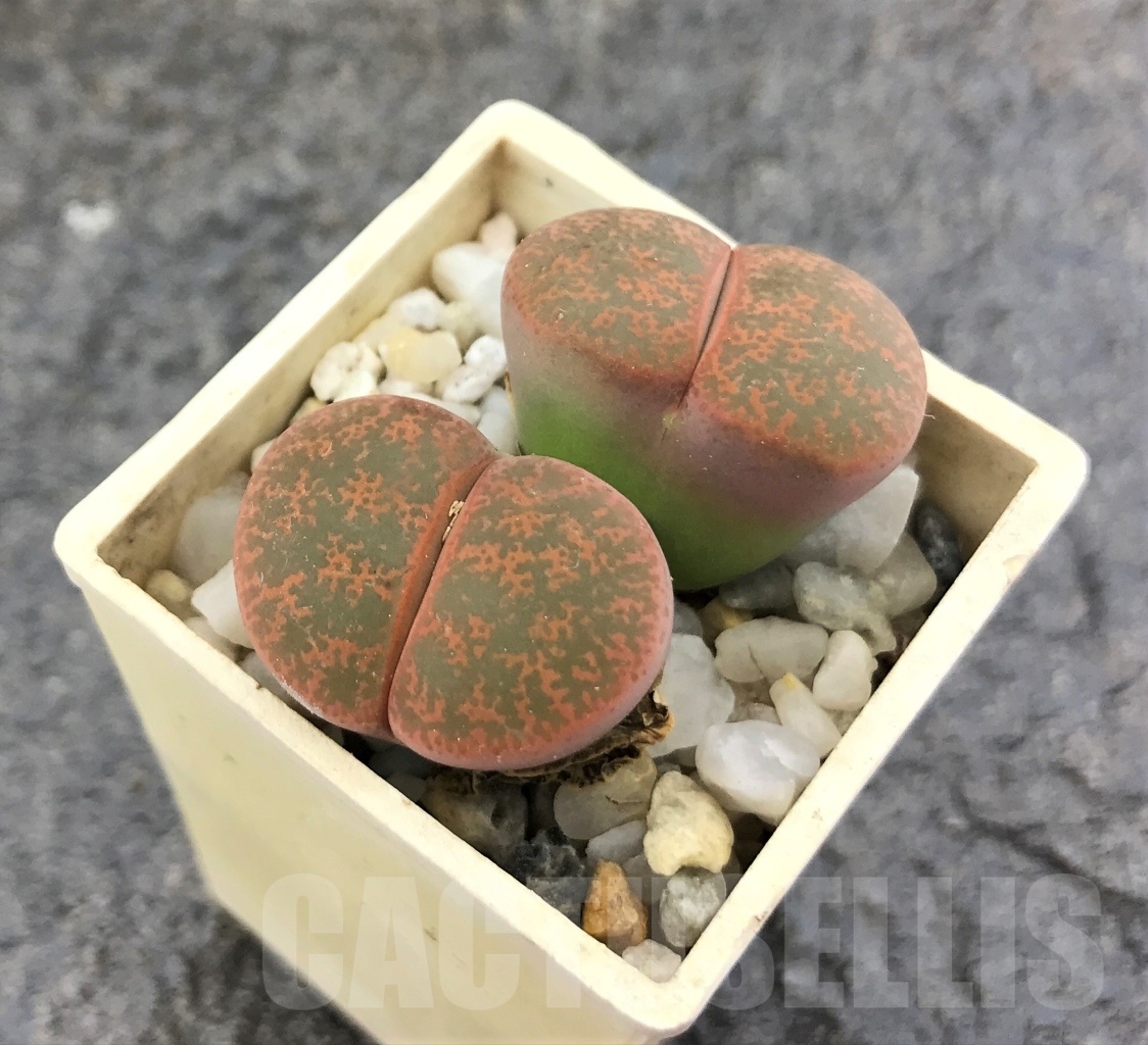 SHPR10261 Lithops lesliei 'Fred´s Redhead'