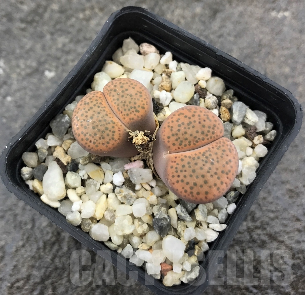SHPR10262 Lithops fulviceps v. fulviceps