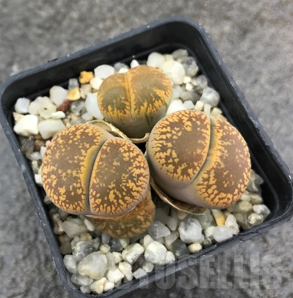 SHPR10264 Lithops aucampiae C003