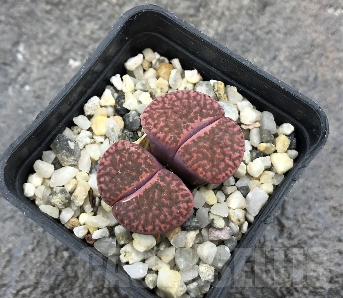 SHPR10267 Lithops bromfieldii v.glaudinae 'Embers'