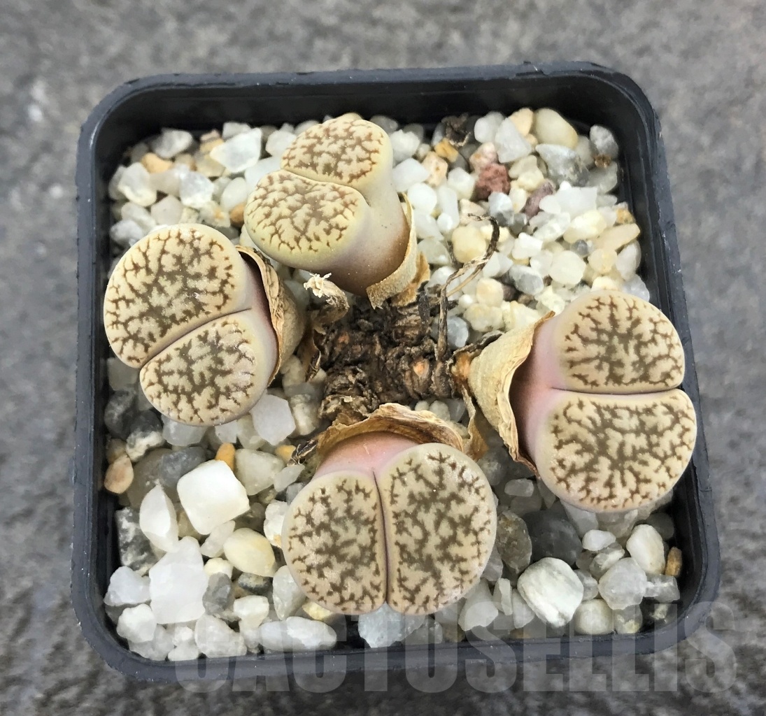 SHPR10272 Lithops hookeri v. susannae C091
