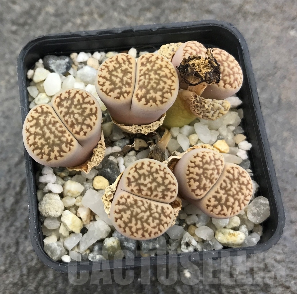 SHPR10273 Lithops hookeri v. susannae C091