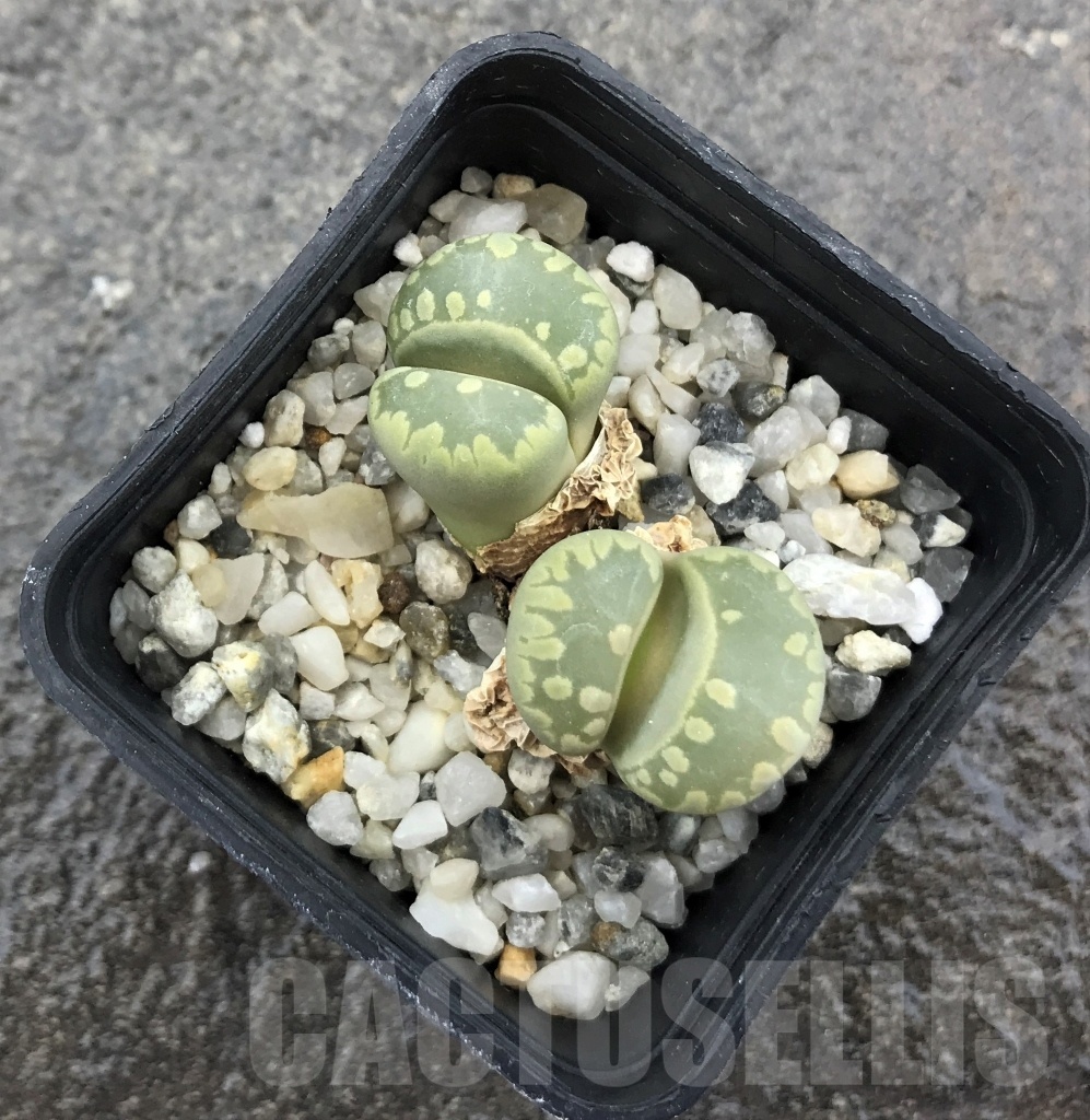 SHPR10274 Lithops otzeniana C 280